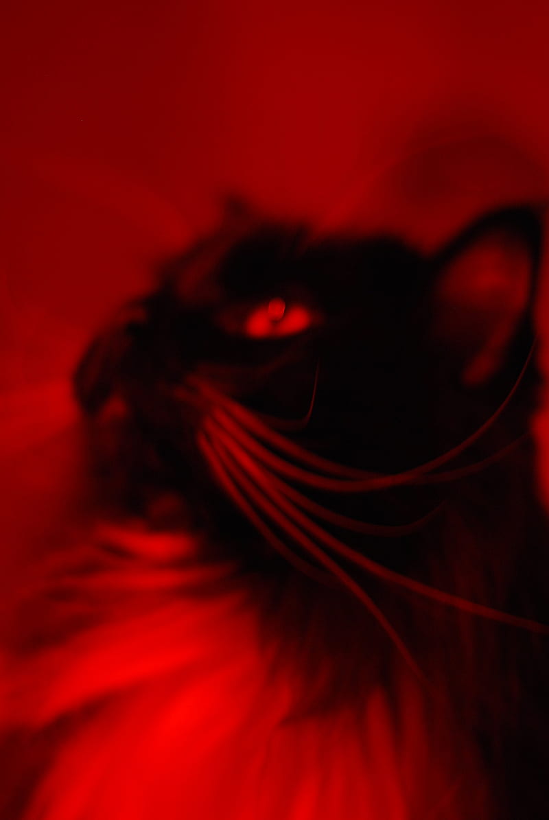 Space Cat, black, cat, tuxedo cat, surreal, futuristic, red, kitty, HD phone wallpaper