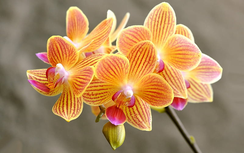 orchids, orange orchids, beautiful flowers, tropical flowers, HD wallpaper