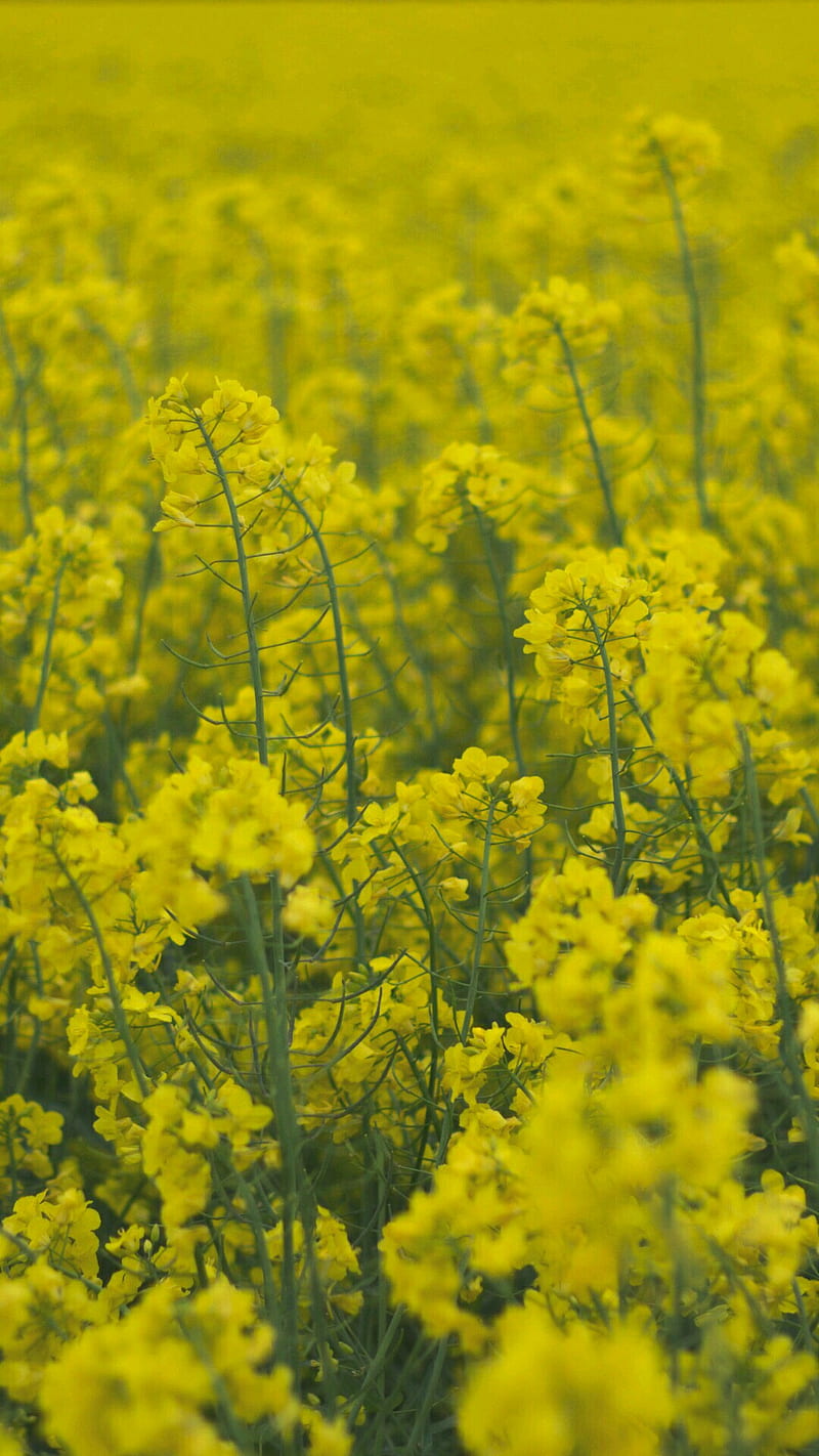 Мелкие желтые полевые цветы