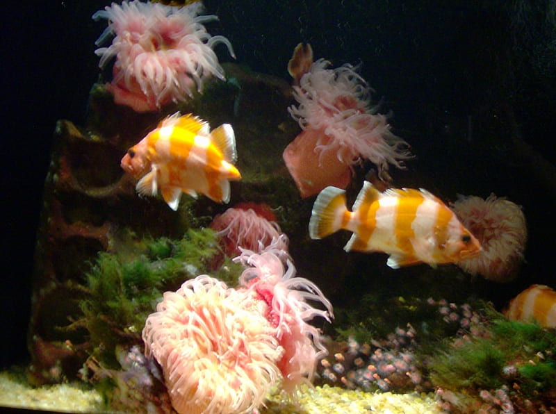 cute yellow fish at sea world san diego, yellow, sea world, fish, anemone, HD wallpaper