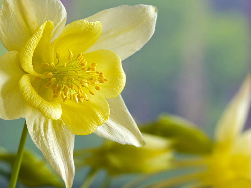 Yellow-Columbine, nice, flower, closeup, yellow, nature, HD wallpaper