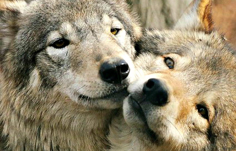 Love Cute Wolf Kiss Couple Dog Animal Hd Wallpaper Peakpx