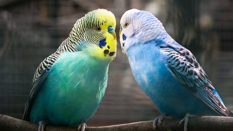 Budgies, Firefox theme, colorful, birds, love birds, bright, parrots, HD wallpaper