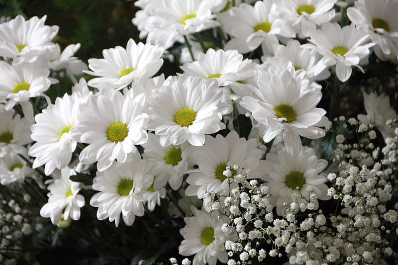 Shasta Daisies, pretty, summer, flowers, margaritas, nature, white, HD wallpaper