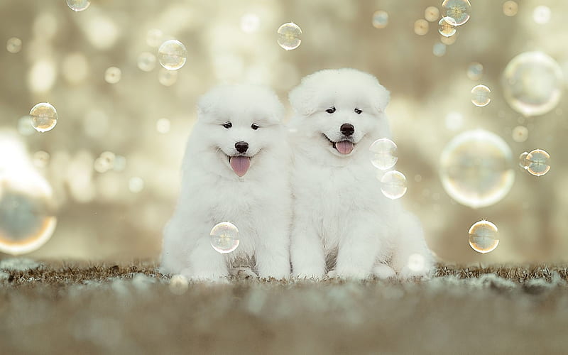 Samoyed, white fluffy puppies, small white dogs, pets, cute funny dogs, soap bubbles, dog breeds, HD wallpaper