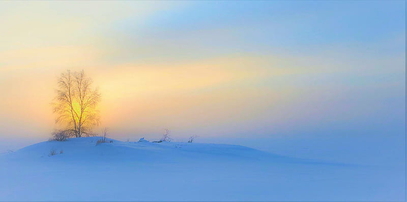 Dawn breaks through ice fog at -46C Yellowknife, NWT, Canada, sun, tree, sky, snow, mist, HD wallpaper