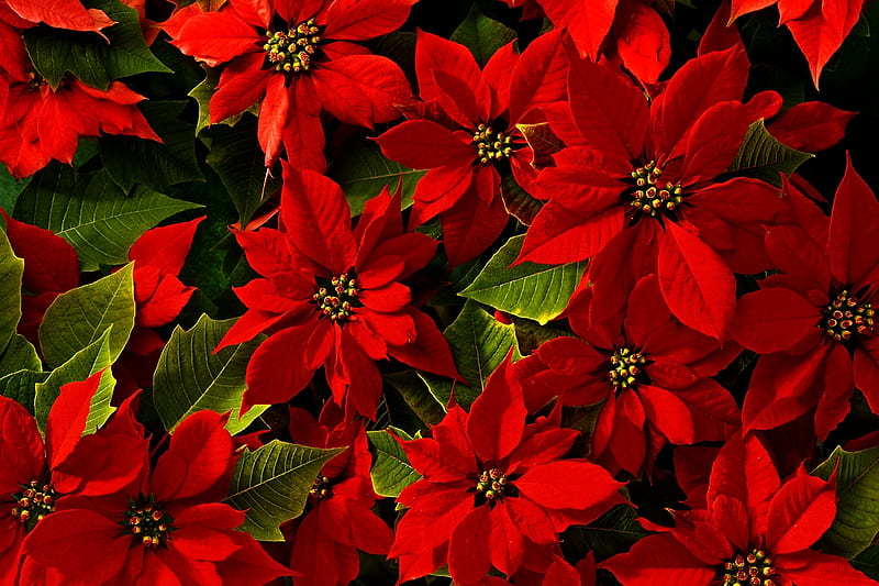 BEAUTIFUL POINSETTIAS, red, leaves, botany, flowers, blossoms, bonito, HD wallpaper