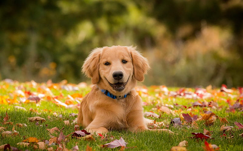 Golden Retriever, puppy, autumn, labrador, dogs, lawn, pets, cute dogs, Golden  Retriever Dog, HD wallpaper | Peakpx