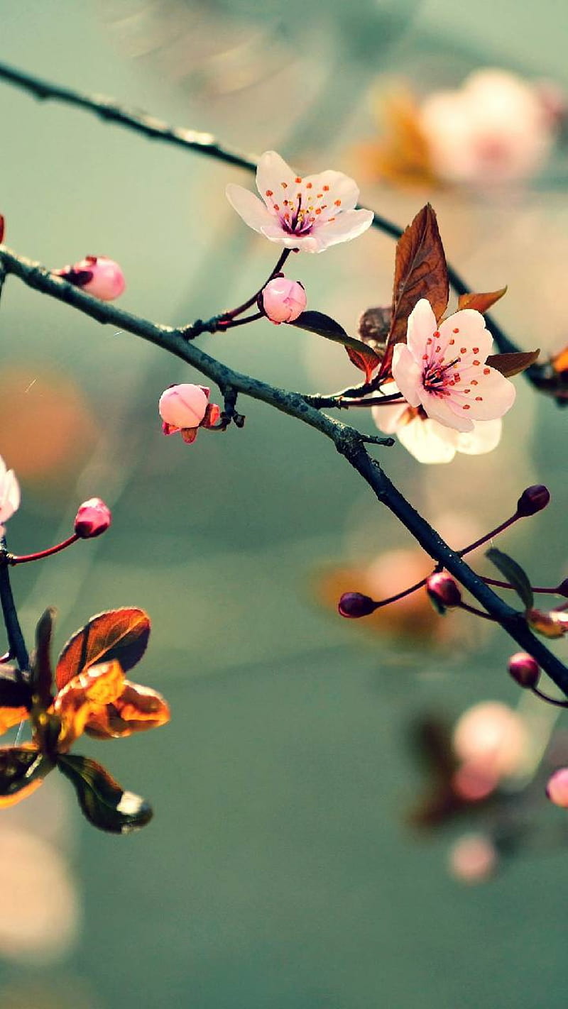 Flor de cerezo, flor, naturaleza, primavera, japón, japonés, Fondo de  pantalla de teléfono HD | Peakpx