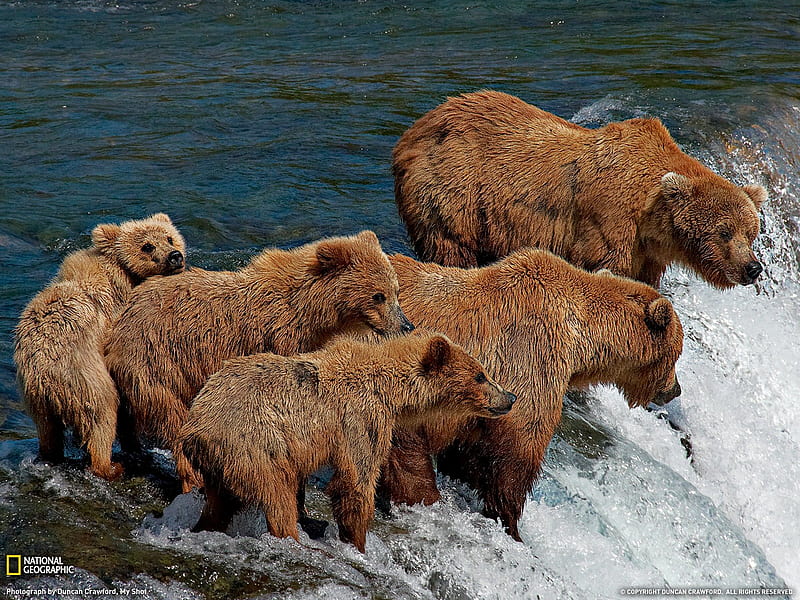 Grizzly salmon prey- National Geographic selected, HD wallpaper