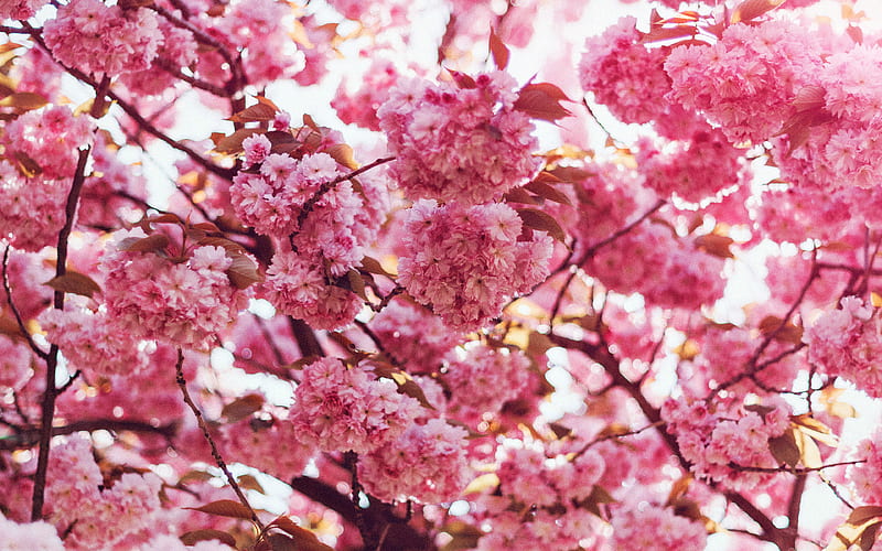 spring, flower, pink, blossom, bokeh, nature, flare, HD wallpaper