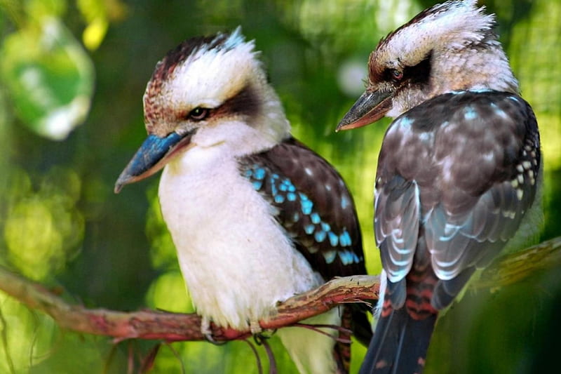 Beautiful Kookaburras, pattern, kookaburra, birds, australia, bonito, animals, HD wallpaper