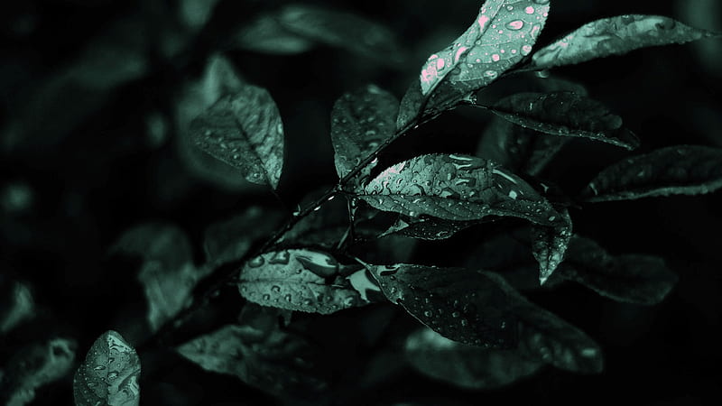 Leaves With Water Droplets Black Aesthetic, HD wallpaper