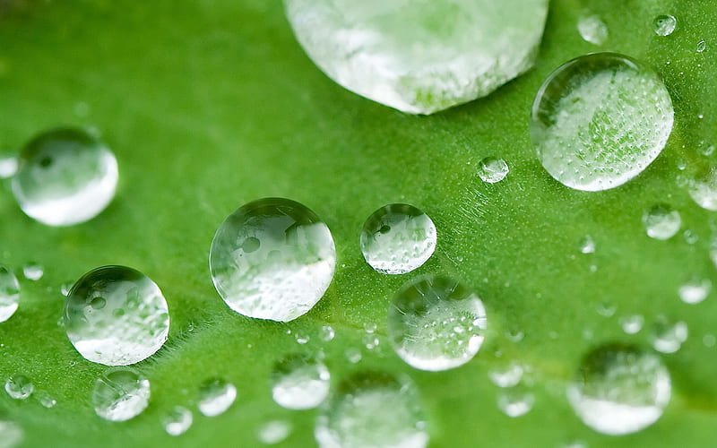drops of water on a lotus leaf, HD wallpaper
