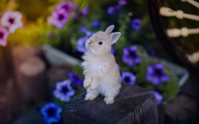 rabbit, cub, cute animals, flowers, stump, small rabbit, HD wallpaper