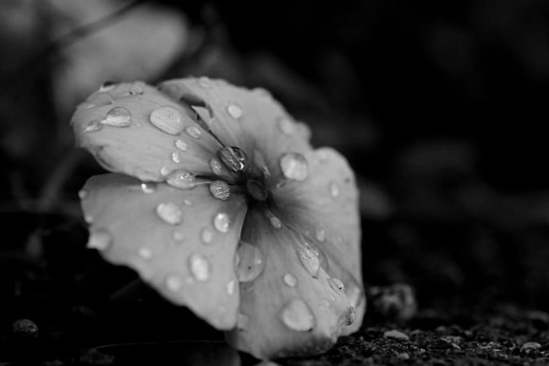 A Drop of Rain, raindrop, macro rain, pretty petunia, black and white flower, HD wallpaper