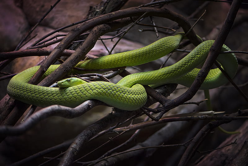 Emerald Tree Boa, snake, animals, HD wallpaper