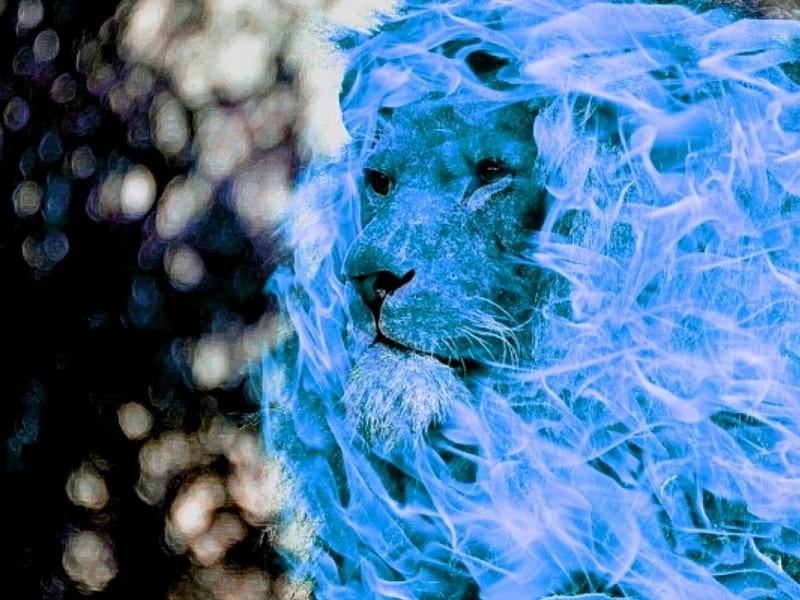 León de fuego azul, grandes felinos, animales, leones, Fondo de pantalla HD  | Peakpx