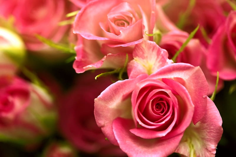 PINK SWIRLS, blossoms, nature, roses, pink, HD wallpaper | Peakpx