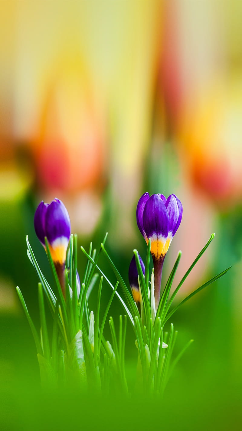 Spring, bonito, color, crocus, flower, green, nature, sunny, HD phone wallpaper