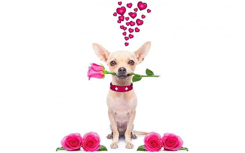 Cute Dog For, Puppy With Pink Flower, puppy, pink flower, HD phone  wallpaper