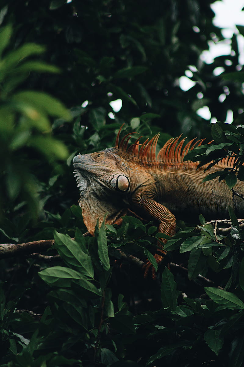 iguana, reptile, animal, tree, leaves, HD phone wallpaper