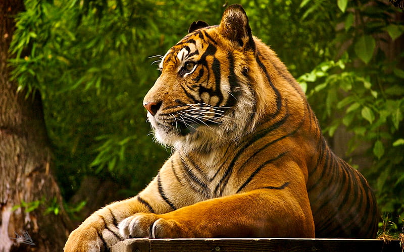 ROYAL PREDATOR, bengal, predator, royal, stripes, wild, carnivore, tiger, cat, HD wallpaper