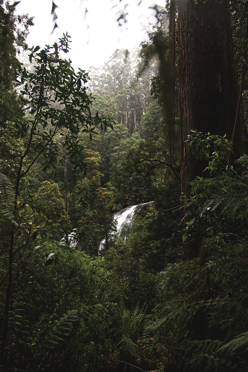 forest, jungle, waterfall, trees, bushes, HD phone wallpaper