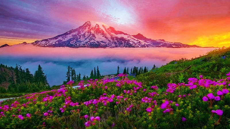 Mount Rainier National Park, usa, washington, flowers, sunrise, morning, clouds, sky, mist, mountain, HD wallpaper