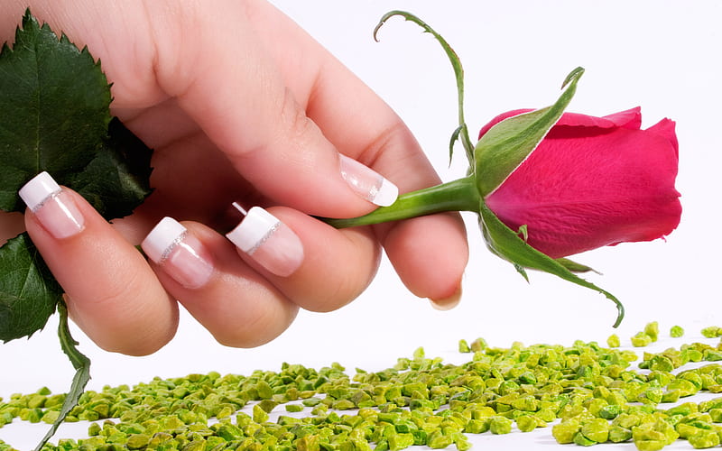 With Love, red, rose, manicure, bonito, red rose, nice, love, hand, flowers, pretty flower, blooms, lovely, colors, os, soft, roses, hands, nature, petals, blooming, delecate, HD wallpaper