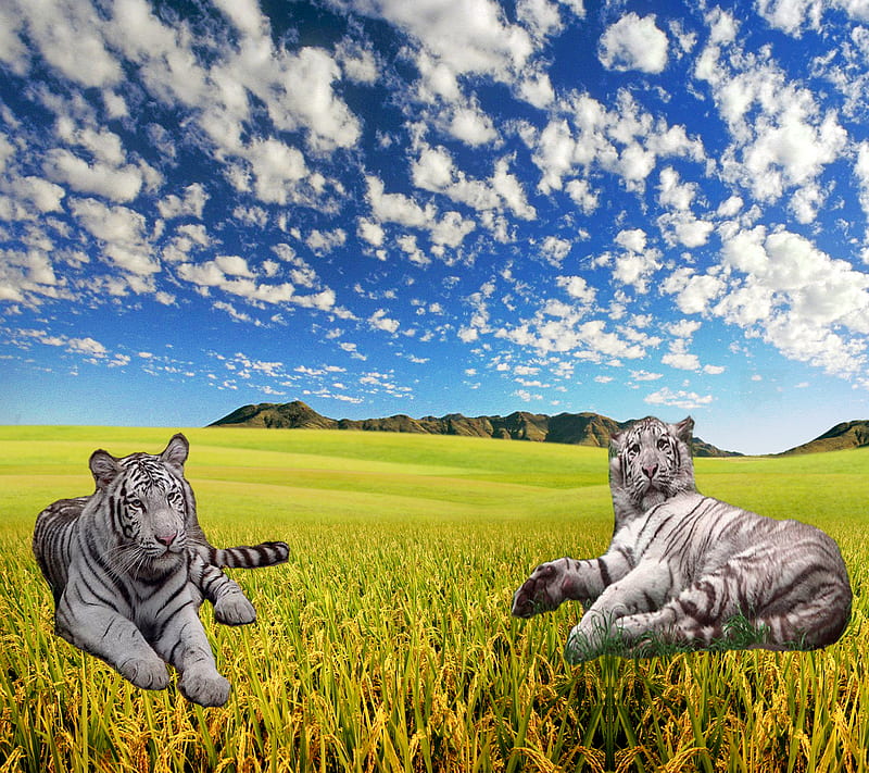 White Bengal Tigers, 3d, cats, clouds, landscape, mountains, sky, HD wallpaper