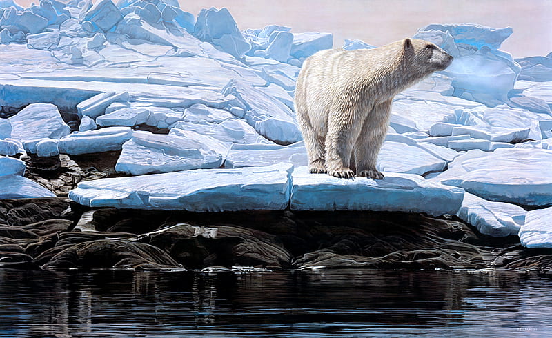 Bears, Polar Bear, Bear, Ice, Winter, HD wallpaper