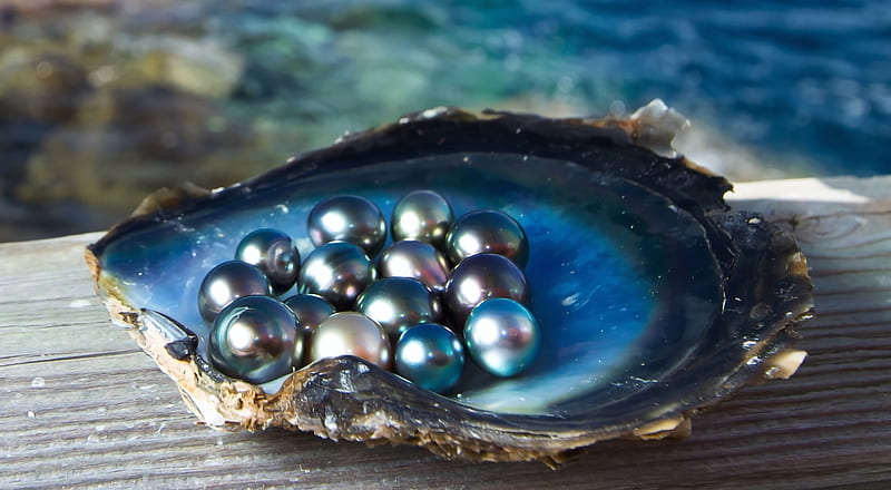 Pearls, summer, pearl, shell, blue, HD wallpaper
