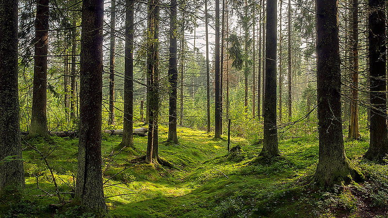 Green Plants Wood Log Trees Forest Sunlight Nature, HD wallpaper