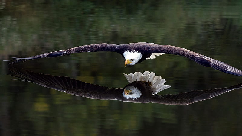 águila calva sobre el lago, alas, pájaro, águila, reflexión, calvo, lago,  animal, Fondo de pantalla HD | Peakpx