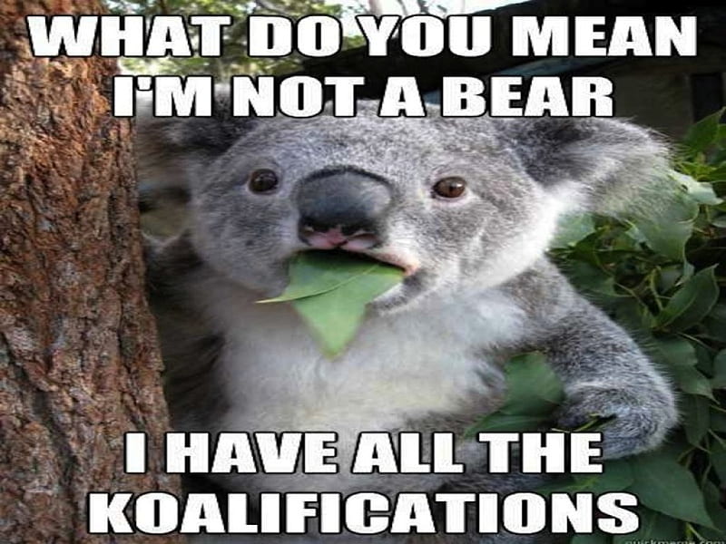 Koalifications!, cute, tree, bear, koala, sweet, leaf, HD wallpaper