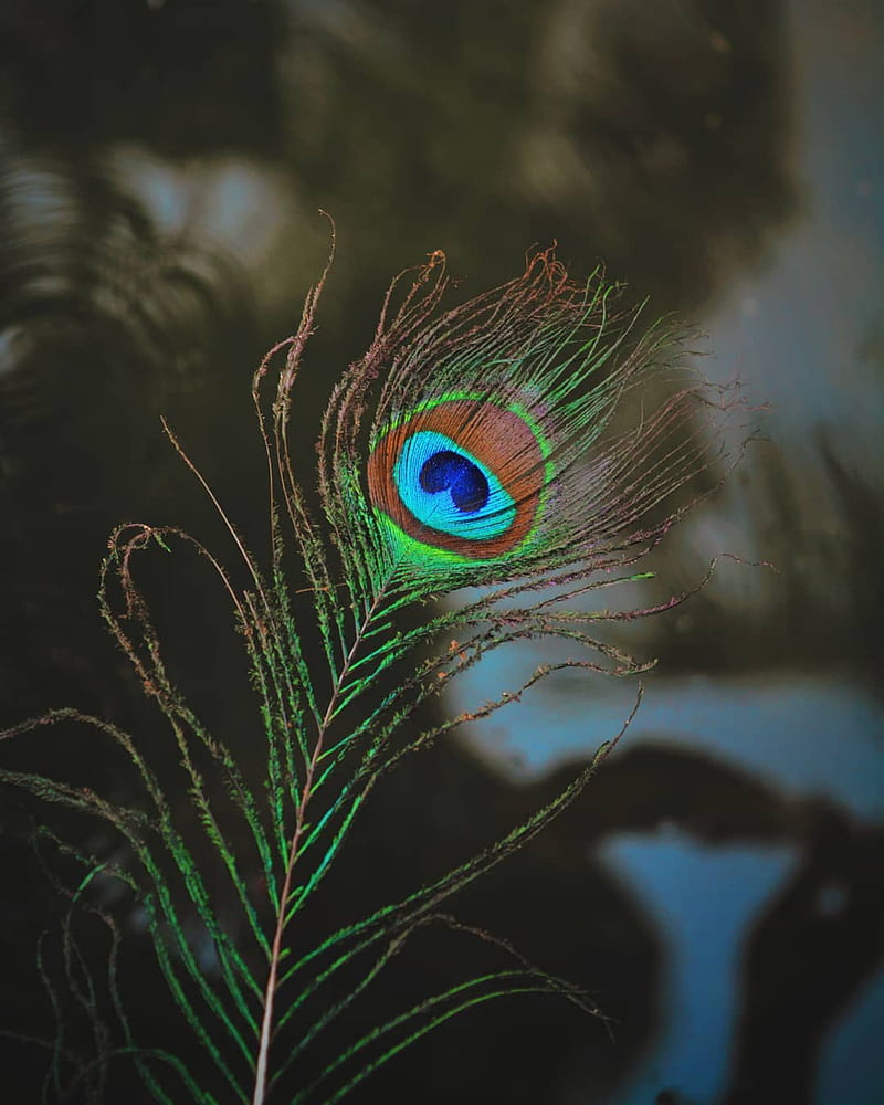 Peacock Feather, eye, feather, nature, peacock, peacock feather, peacocks,  HD phone wallpaper | Peakpx