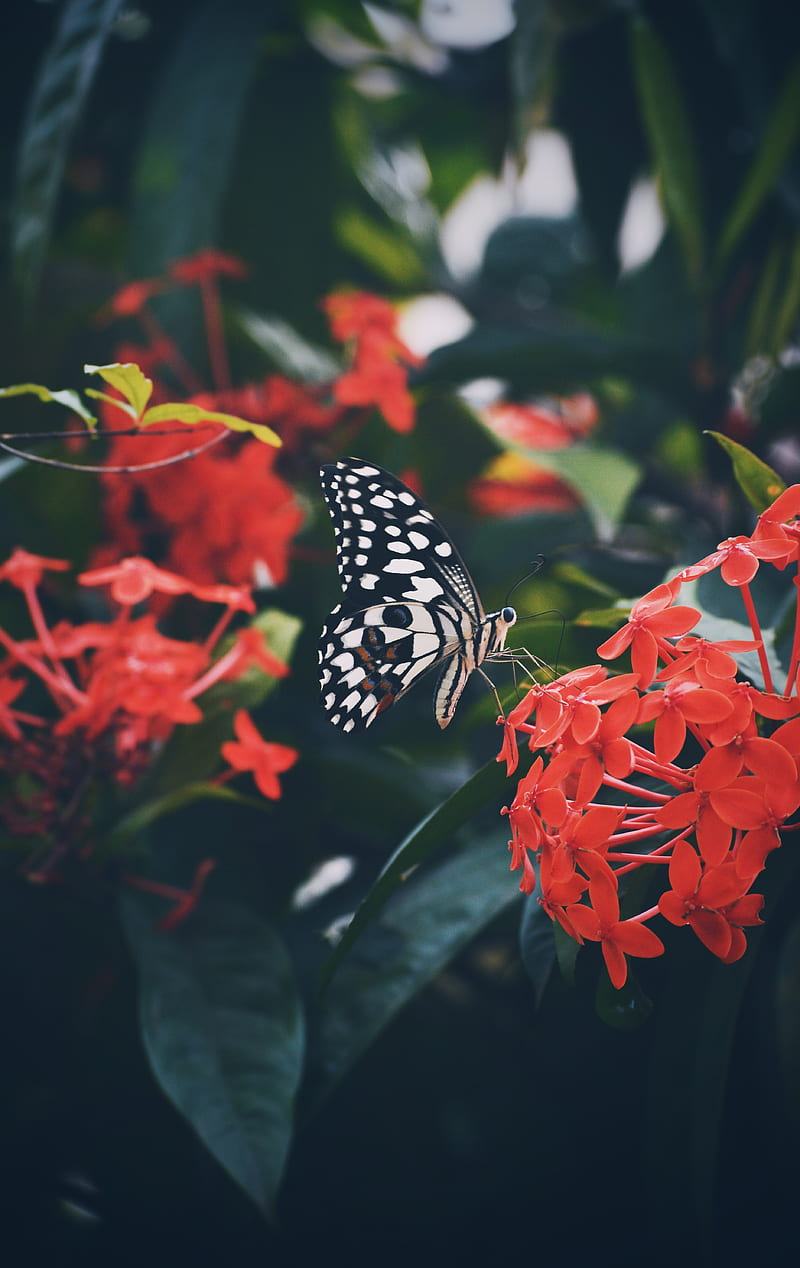 butterfly, wings, pattern, flower, HD phone wallpaper