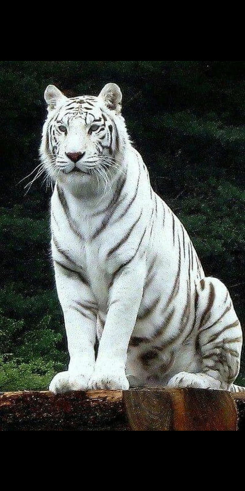 Tigre blanco, Fondo de pantalla de teléfono HD | Peakpx