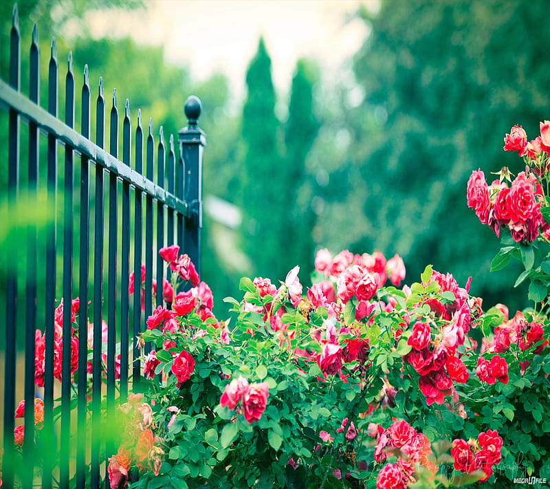 roses gate, garden, lovely, nature, nice, HD wallpaper