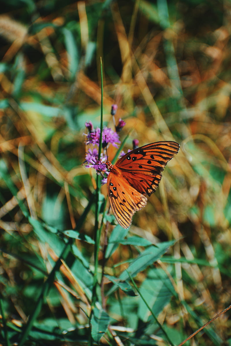monarch butterfly, butterfly, insect, wings, flower, HD phone wallpaper