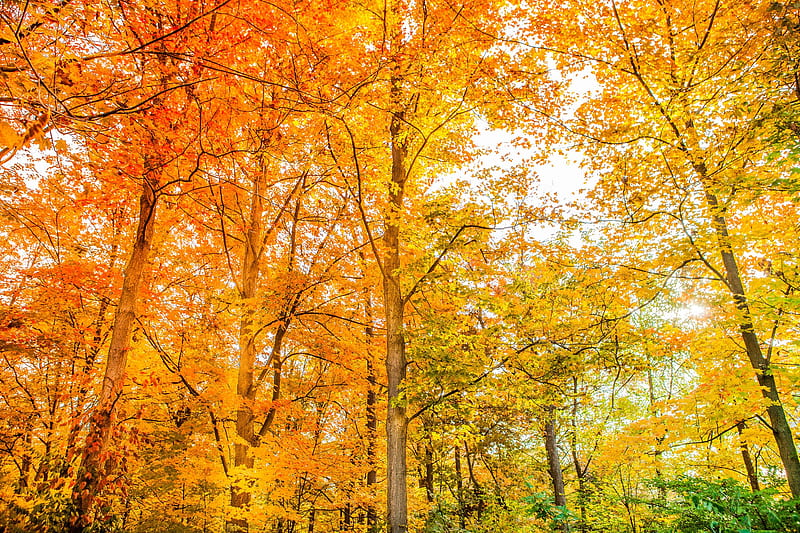 Earth, Fall, Foliage, Forest, HD wallpaper