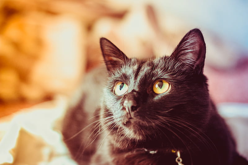 cat, black, glance, muzzle, pet, HD wallpaper