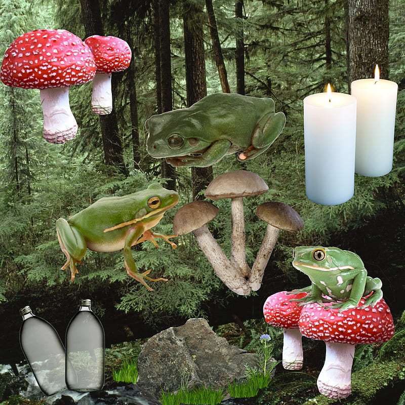 Goblincore cottagecore frog mushroom HD phone wallpaper  Peakpx