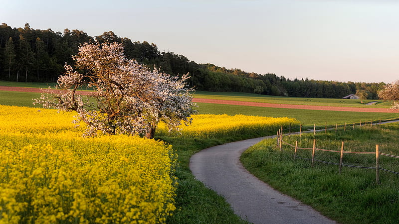 Road Between Green Grass Yellow Flowers Field Trees Forest Fence Nature, HD wallpaper