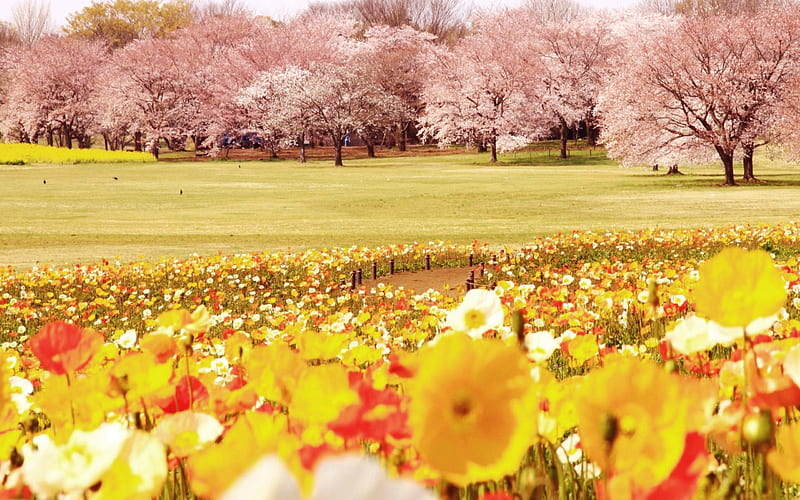 Framed by Nature, field, cherry blossoms trees, grass, birds, flowers, nature, park, HD wallpaper