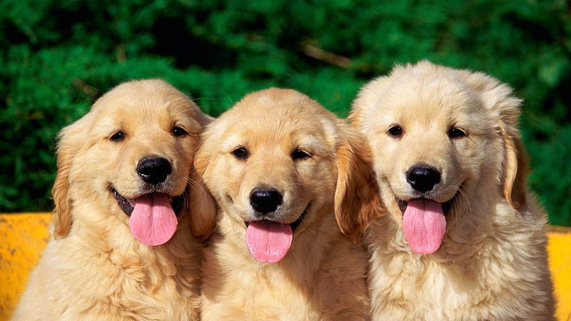 THREE OF A KIND, CUTE, ADORABLE, DOGS, TRIPLETS, HD wallpaper | Peakpx