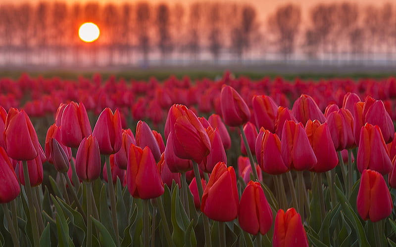 bright sun, sunset, tulips, field, HD wallpaper
