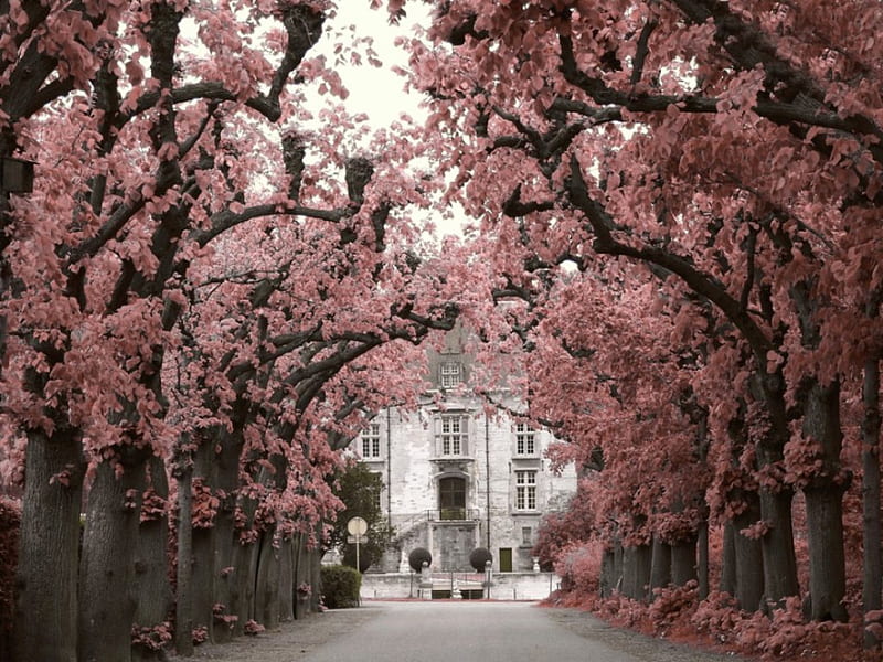 *Alterative*, house, two, gris, path, colors, trees, pink, street, HD wallpaper