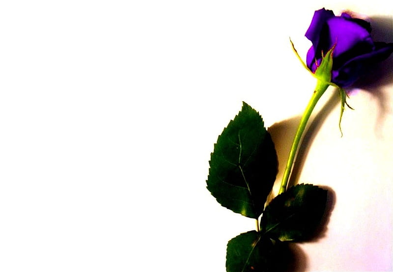 Rose, flowera, purple, purplr rose, flower, roses, HD wallpaper
